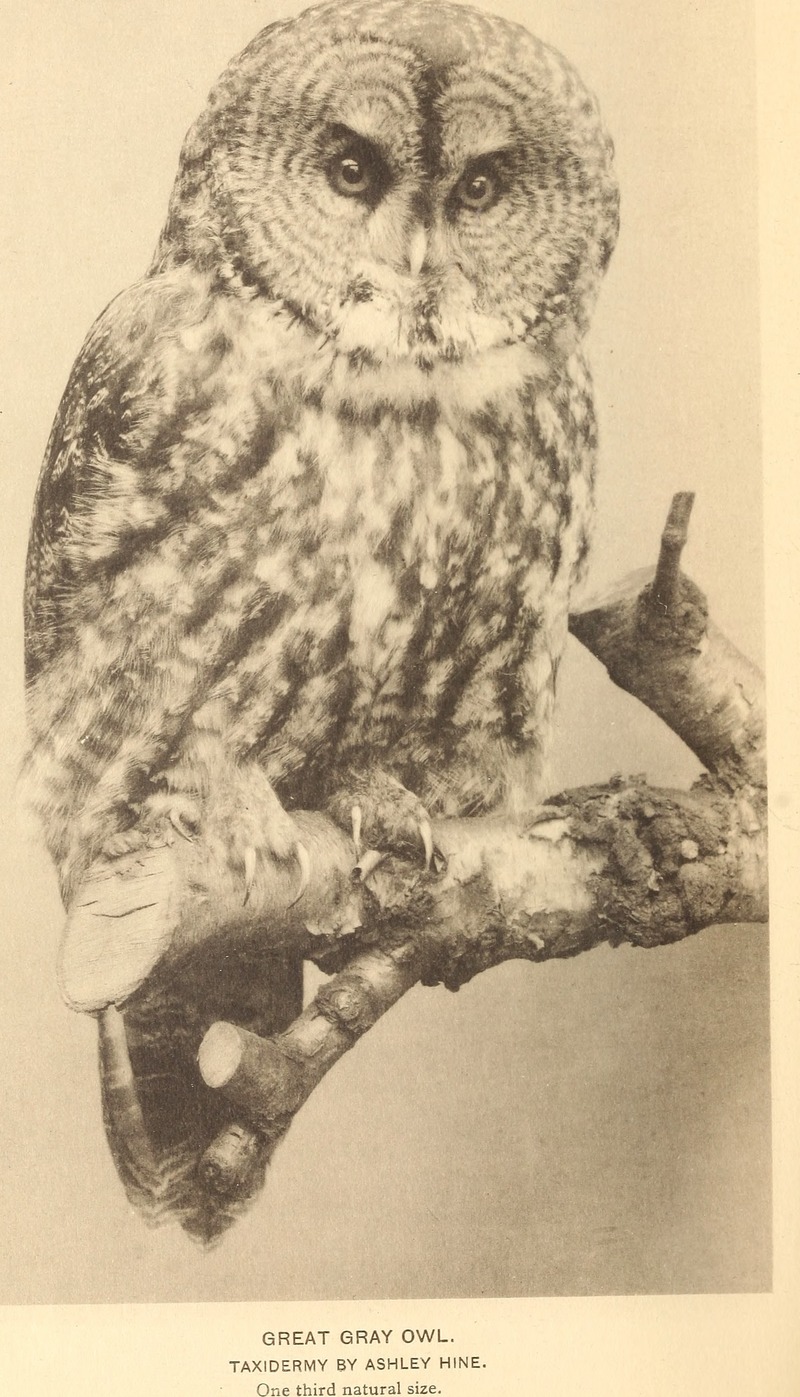 great grey owl, great gray owl (Strix nebulosa); DISPLAY FULL IMAGE.