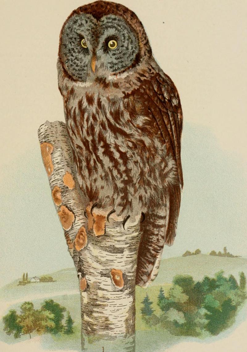 great grey owl, great gray owl (Strix nebulosa); DISPLAY FULL IMAGE.