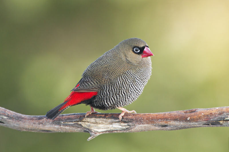 beautiful firetail (Stagonopleura bella) male; DISPLAY FULL IMAGE.