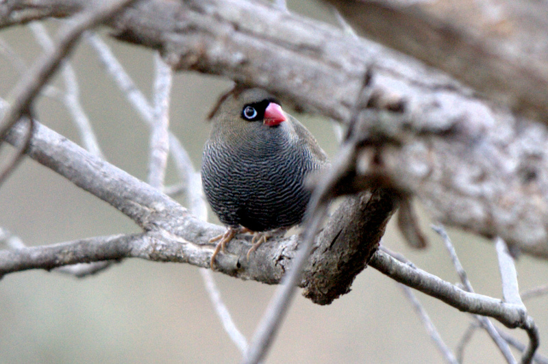 red-eared firetail (Stagonopleura oculata); DISPLAY FULL IMAGE.