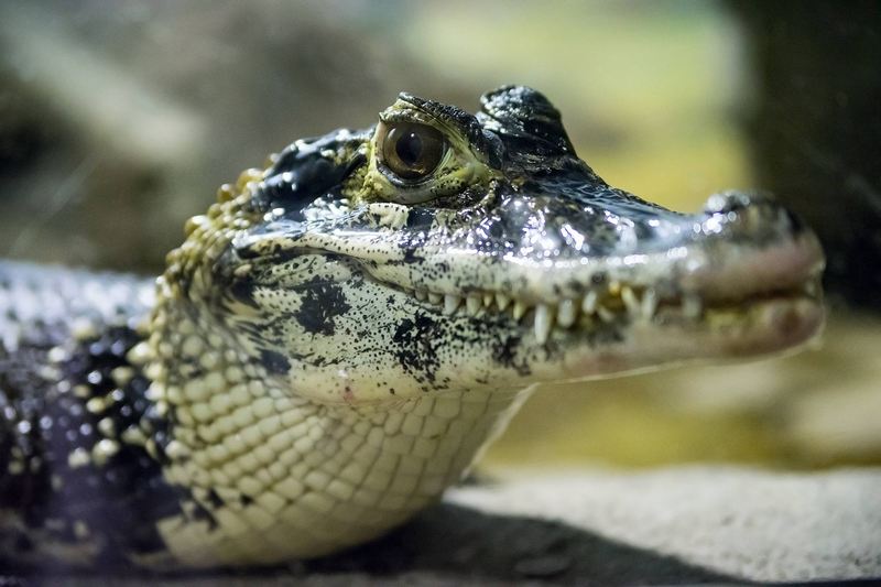 black caiman (Melanosuchus niger); DISPLAY FULL IMAGE.