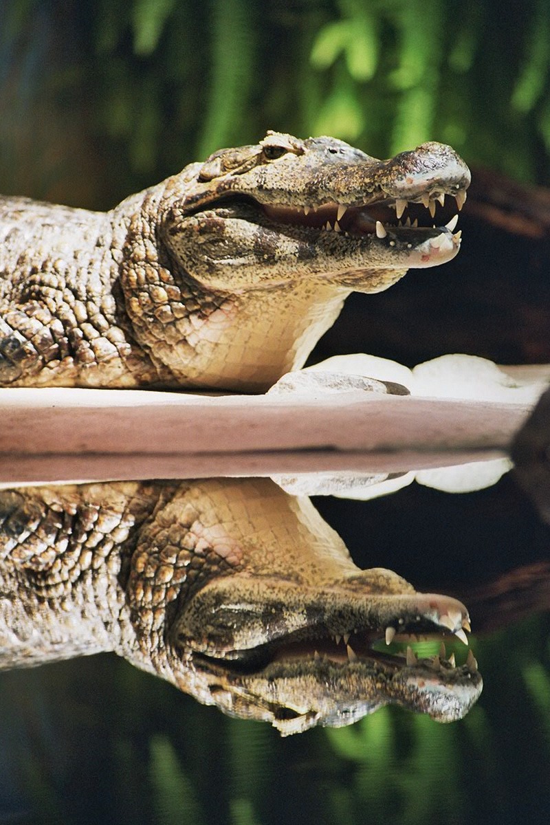 yacare caiman (Caiman yacare); DISPLAY FULL IMAGE.