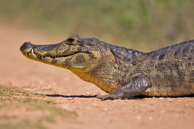 yacare caiman (Caiman yacare); DISPLAY FULL IMAGE.