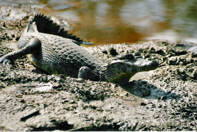 yacare caiman (Caiman yacare); DISPLAY FULL IMAGE.