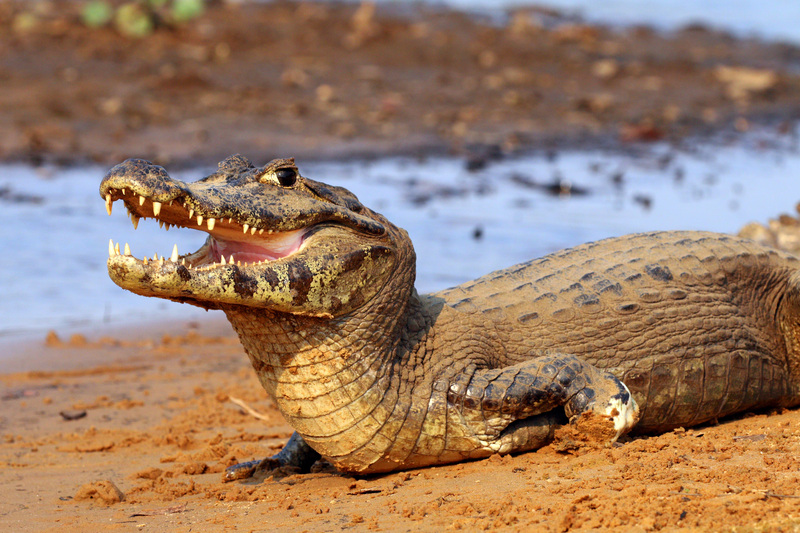 yacare caiman (Caiman yacare); DISPLAY FULL IMAGE.