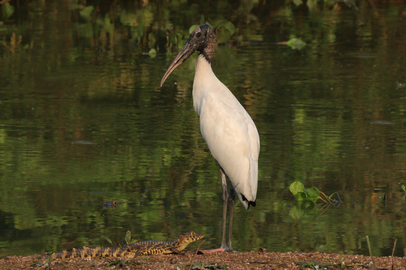 Wood stork (Mycteria americana) and juvenile yacare caiman (Caiman yacare); DISPLAY FULL IMAGE.