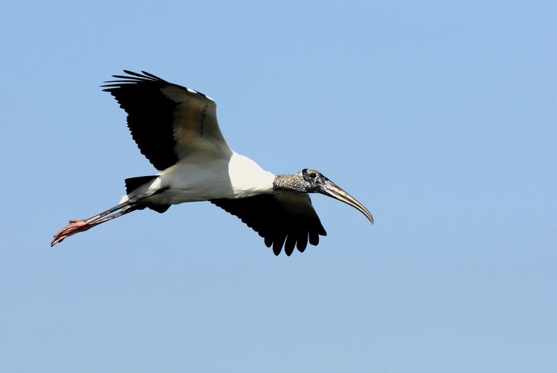 wood stork (Mycteria americana); DISPLAY FULL IMAGE.