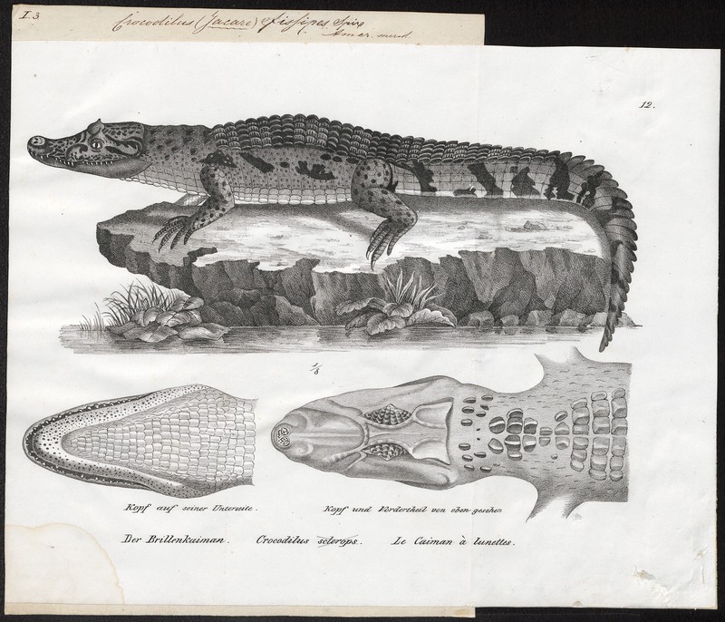 spectacled caiman, white caiman (Caiman crocodilus); DISPLAY FULL IMAGE.