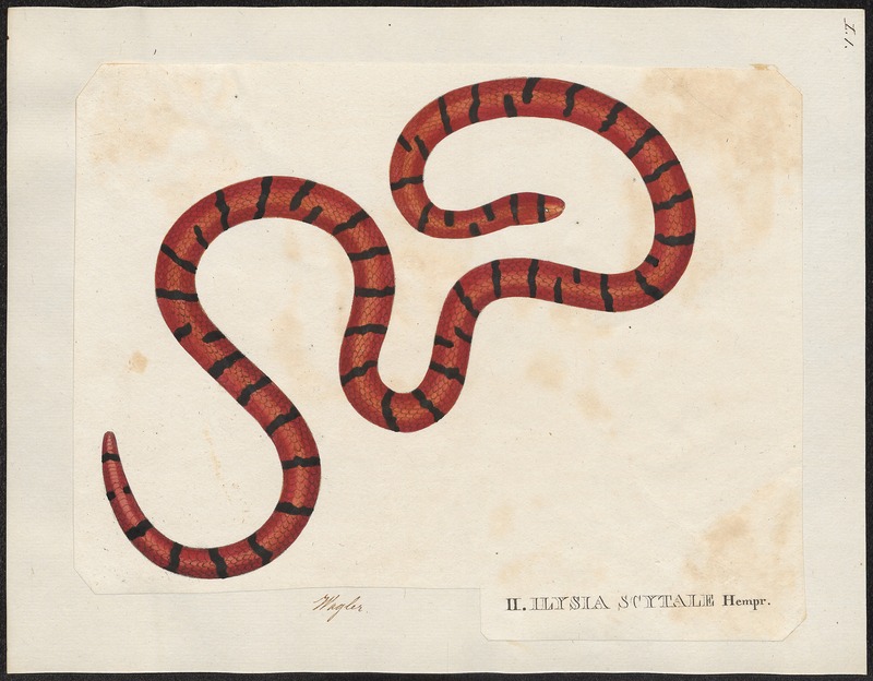 red pipe snake, false coral snake (Anilius scytale); DISPLAY FULL IMAGE.