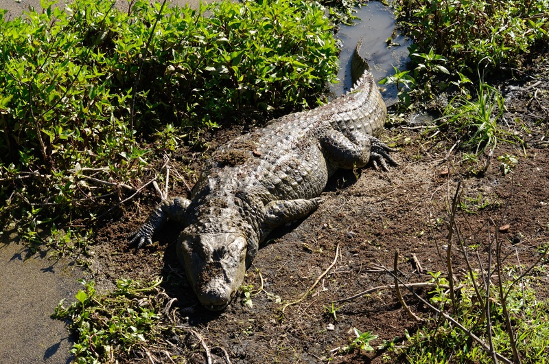 broad-snouted caiman (Caiman latirostris); DISPLAY FULL IMAGE.