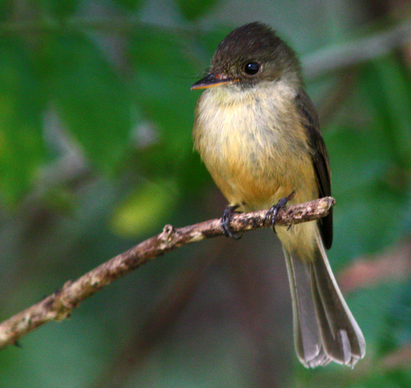 Lesser Antillean pewee (Contopus latirostris); DISPLAY FULL IMAGE.