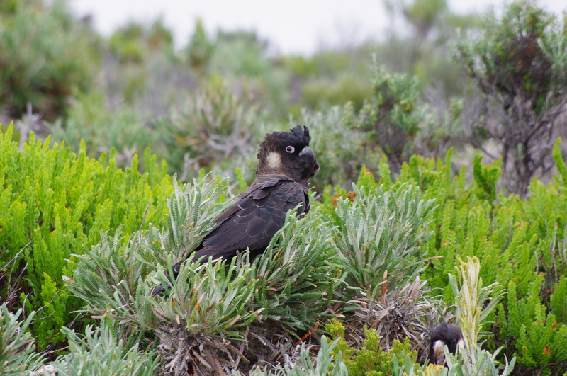 Carnaby's black cockatoo, short-billed black cockatoo (Calyptorhynchus latirostris); DISPLAY FULL IMAGE.