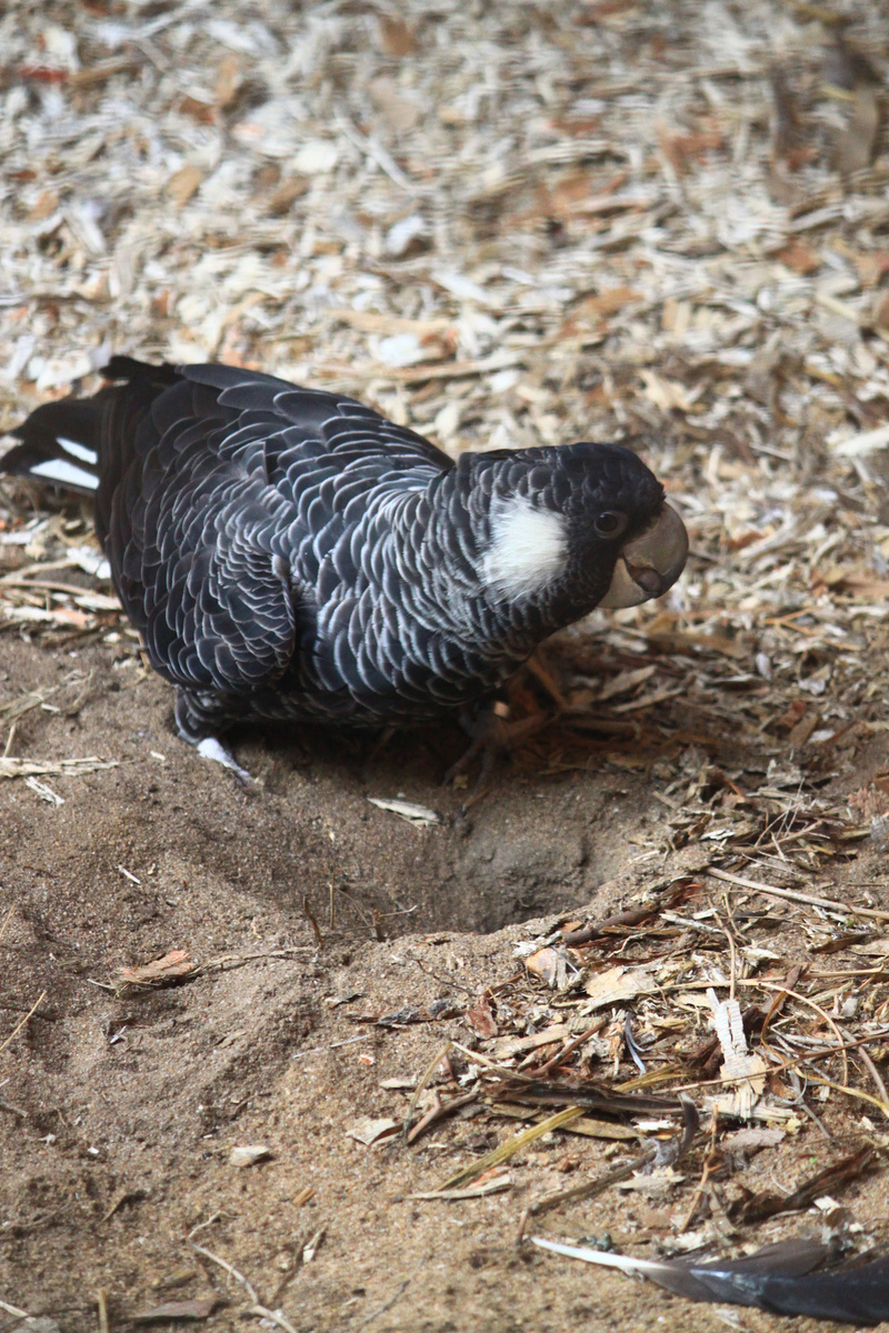 Carnaby's black cockatoo, short-billed black cockatoo (Calyptorhynchus latirostris); DISPLAY FULL IMAGE.