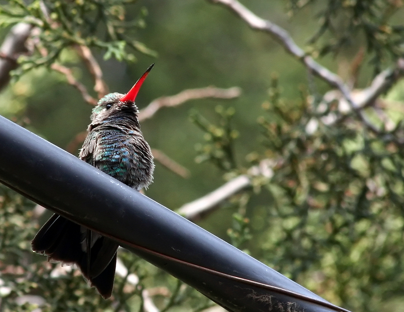 broad-billed hummingbird (Cynanthus latirostris); DISPLAY FULL IMAGE.