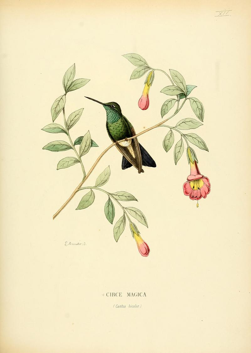 broad-billed hummingbird (Cynanthus latirostris); DISPLAY FULL IMAGE.