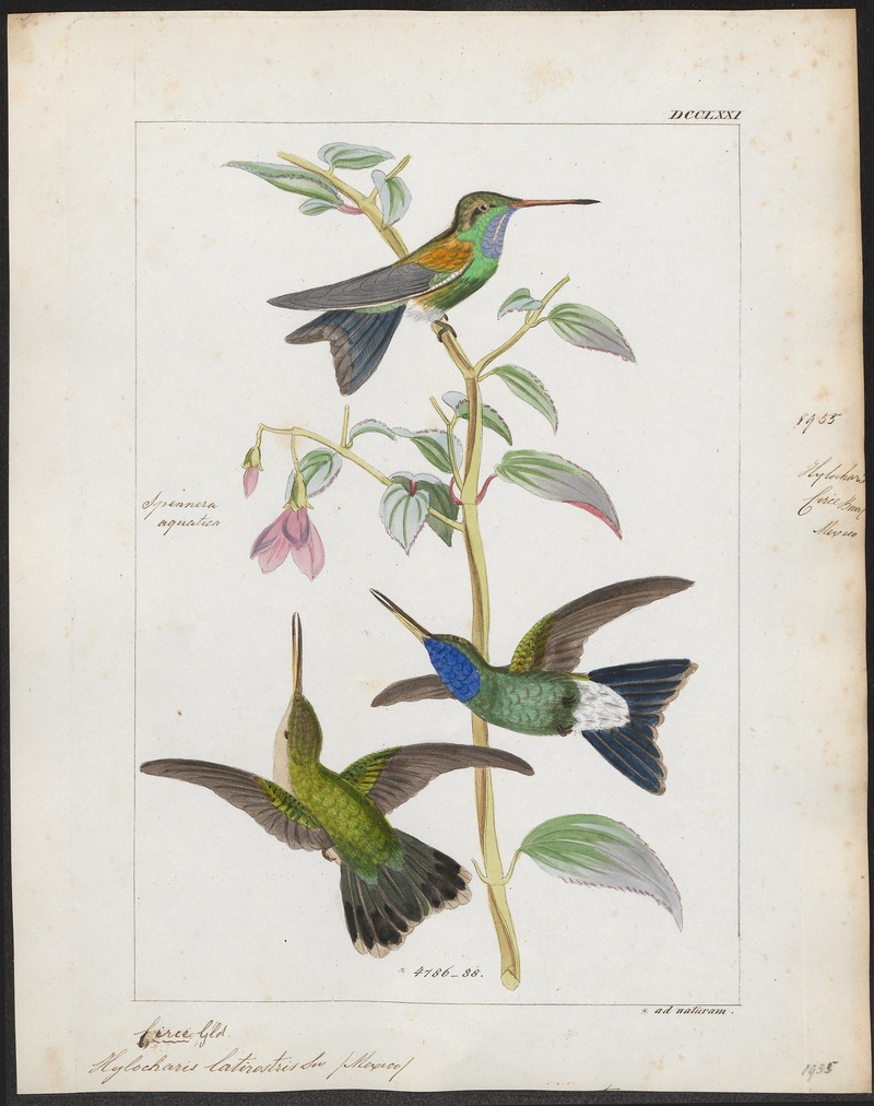 broad-billed hummingbird (Cynanthus latirostris); DISPLAY FULL IMAGE.