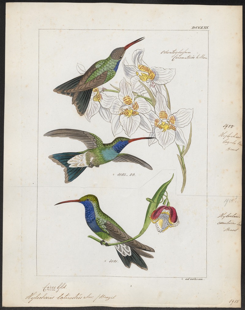 broad-billed hummingbird (Cynanthus latirostris); DISPLAY FULL IMAGE.