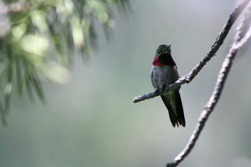 broad-tailed hummingbird (Selasphorus platycercus); DISPLAY FULL IMAGE.