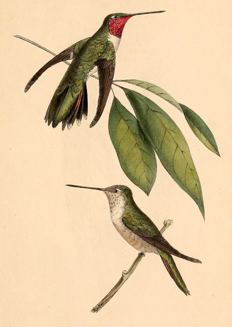 broad-tailed hummingbird (Selasphorus platycercus); DISPLAY FULL IMAGE.