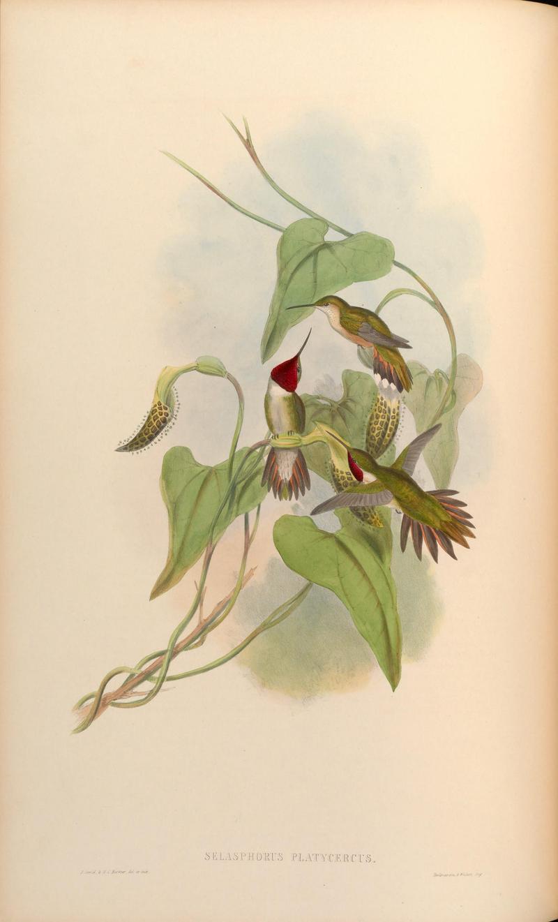 broad-tailed hummingbird (Selasphorus platycercus); DISPLAY FULL IMAGE.