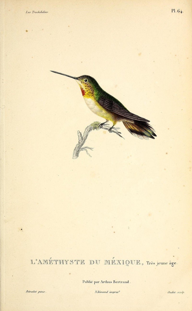 broad-tailed hummingbird (Selasphorus platycercus); DISPLAY FULL IMAGE.