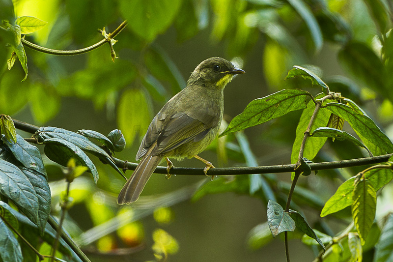 yellow-whiskered greenbul, yellow-whiskered bulbul (Eurillas latirostris); DISPLAY FULL IMAGE.