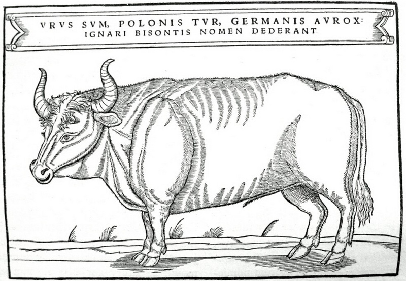 aurochs, urus, ure (Bos primigenius); DISPLAY FULL IMAGE.
