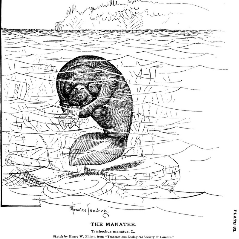 West Indian manatee, sea cow (Trichechus manatus); DISPLAY FULL IMAGE.