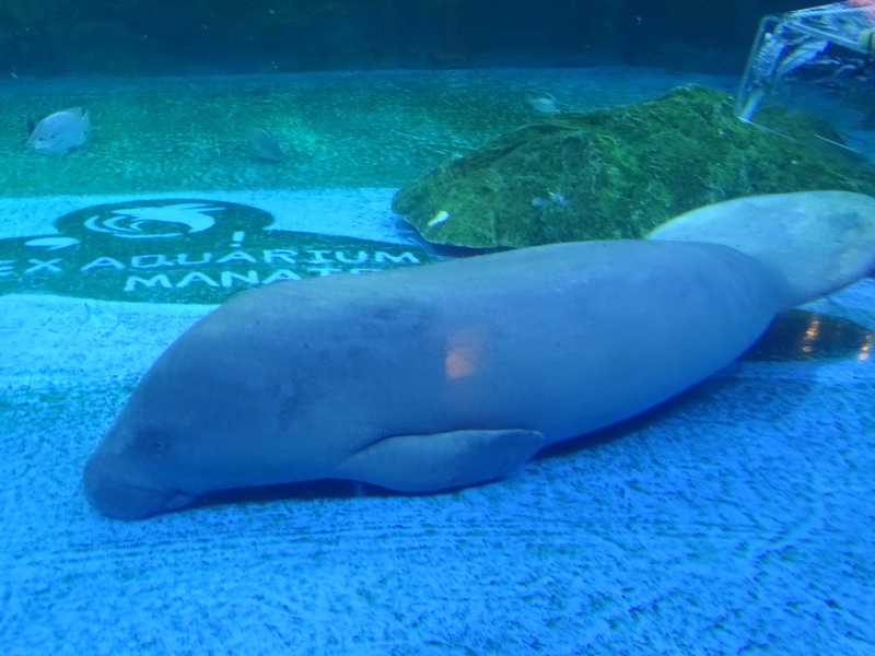 West African manatee, sea cow (Trichechus senegalensis); DISPLAY FULL IMAGE.