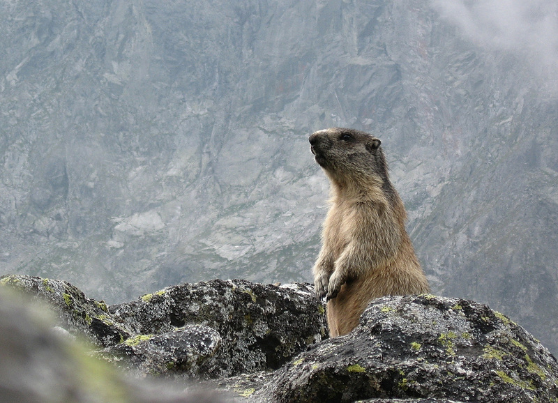 Tatra marmot (Marmota marmota latirostris); DISPLAY FULL IMAGE.