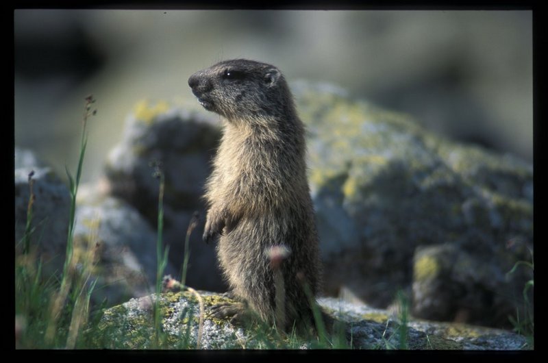Tatra marmot (Marmota marmota latirostris); DISPLAY FULL IMAGE.
