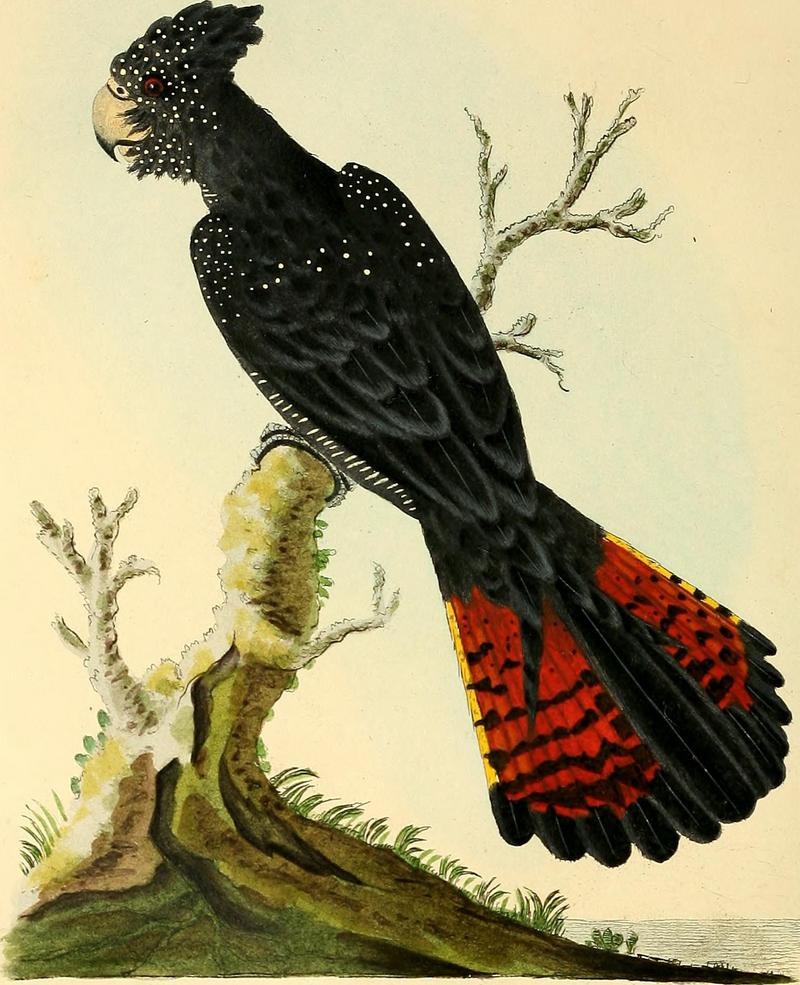 red-tailed black cockatoo (Calyptorhynchus banksii); DISPLAY FULL IMAGE.