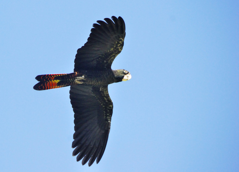 red-tailed black cockatoo (Calyptorhynchus banksii); DISPLAY FULL IMAGE.