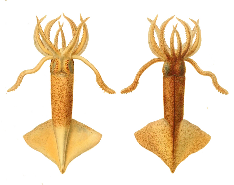 Onychoteuthis banksii, common clubhook squid; DISPLAY FULL IMAGE.