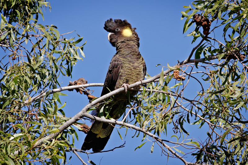 yellow-tailed black cockatoo (Calyptorhynchus funereus); DISPLAY FULL IMAGE.