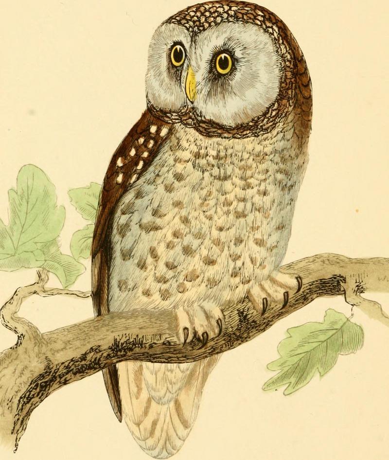 boreal owl (Aegolius funereus); DISPLAY FULL IMAGE.