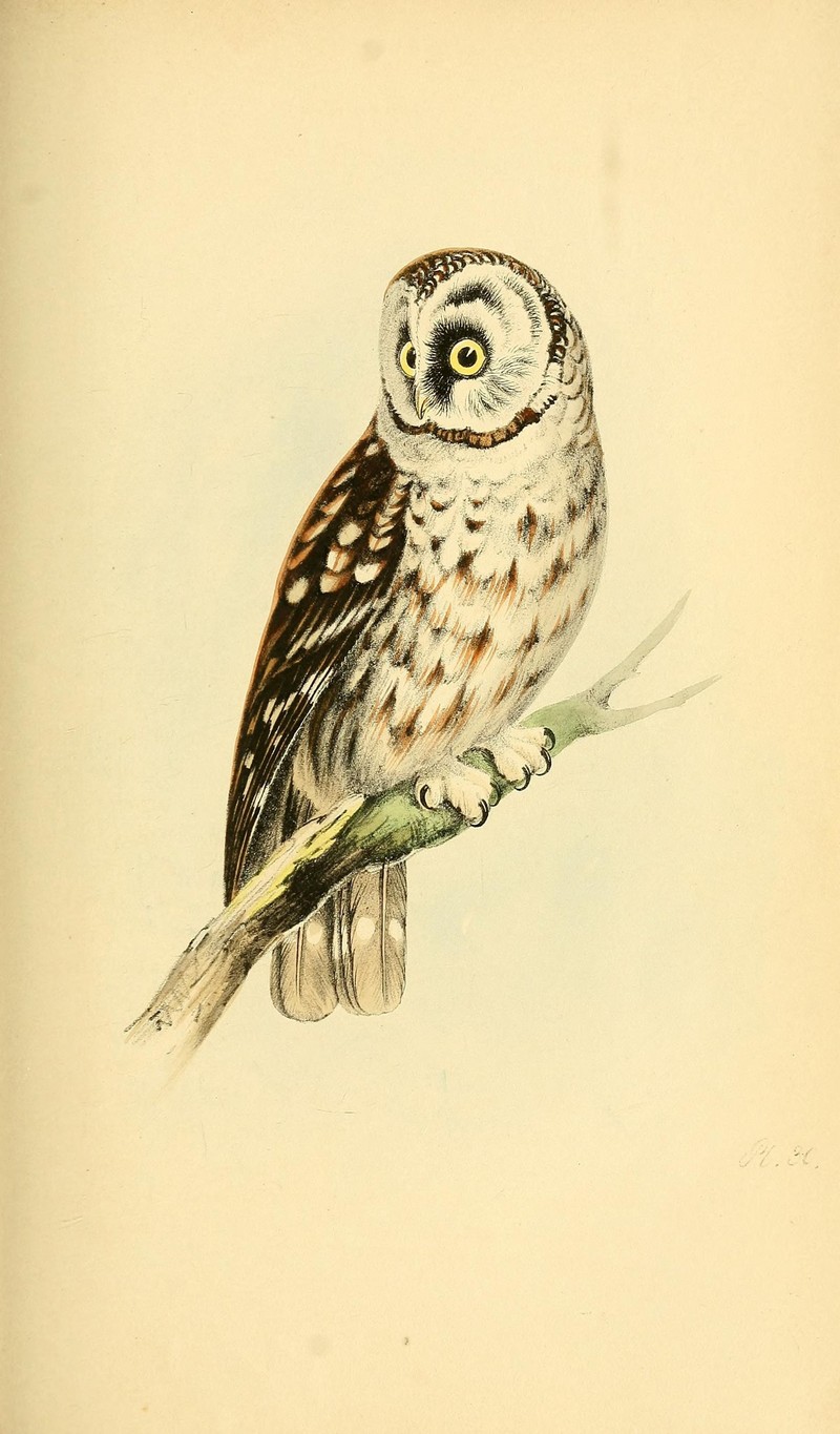 boreal owl (Aegolius funereus); DISPLAY FULL IMAGE.