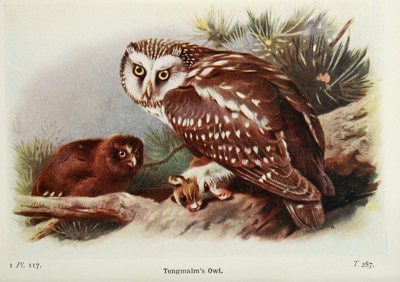 boreal owl (Aegolius funereus); DISPLAY FULL IMAGE.