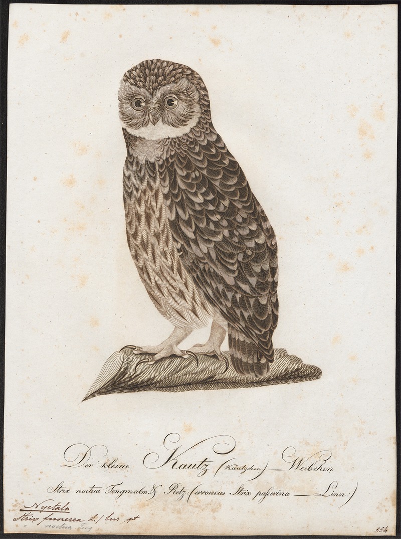 boreal owl (Aegolius funereus); DISPLAY FULL IMAGE.