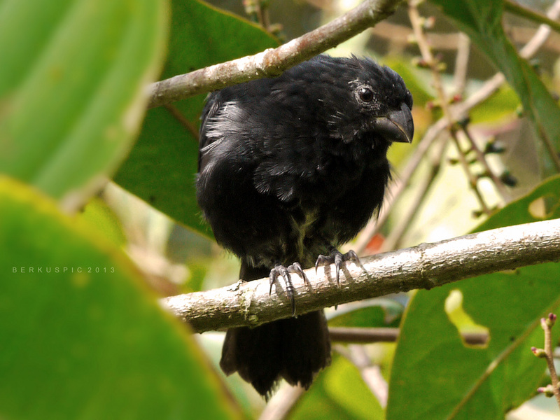 thick-billed seed finch (Oryzoborus funereus); DISPLAY FULL IMAGE.