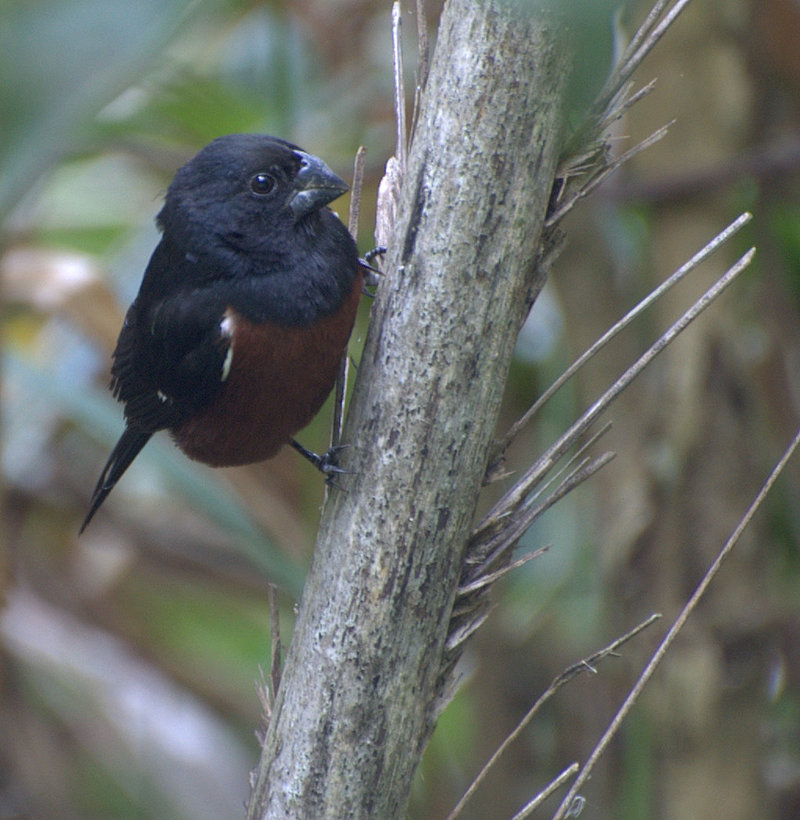 chestnut-bellied seed finch (Oryzoborus angolensis); DISPLAY FULL IMAGE.