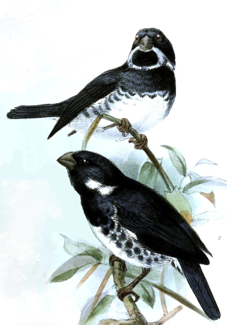 variable seedeater (Sporophila corvina); DISPLAY FULL IMAGE.