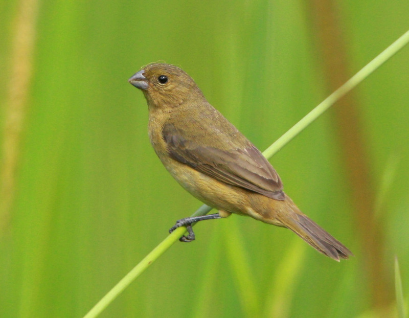 variable seedeater (Sporophila corvina) female; DISPLAY FULL IMAGE.