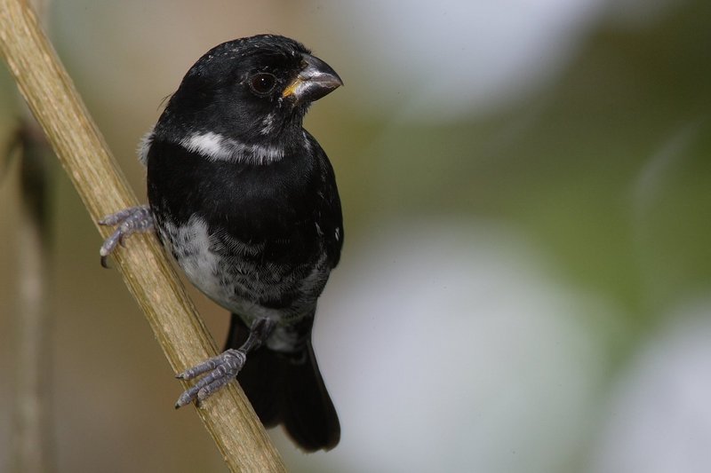 variable seedeater (Sporophila corvina) male; DISPLAY FULL IMAGE.