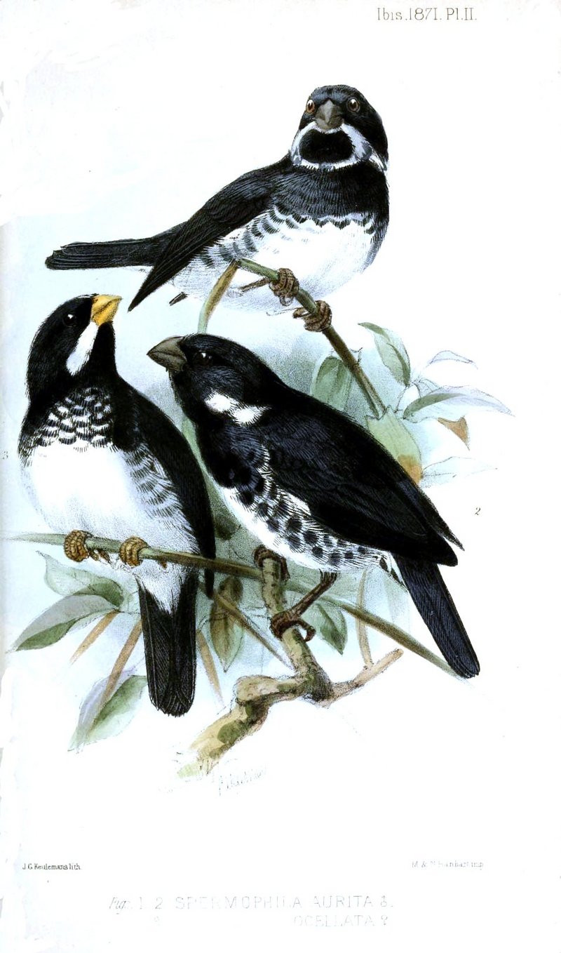 Sporophila corvina (Variable Seedeater), Sporophila bouvronides (Lesson's Seedeater); DISPLAY FULL IMAGE.