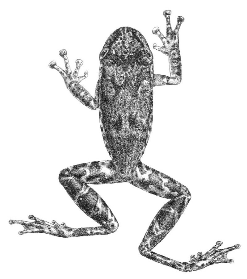 Scinax funereus; DISPLAY FULL IMAGE.