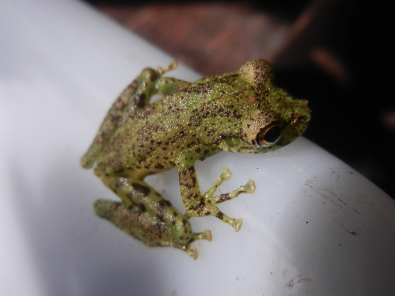 Scinax funereus; DISPLAY FULL IMAGE.