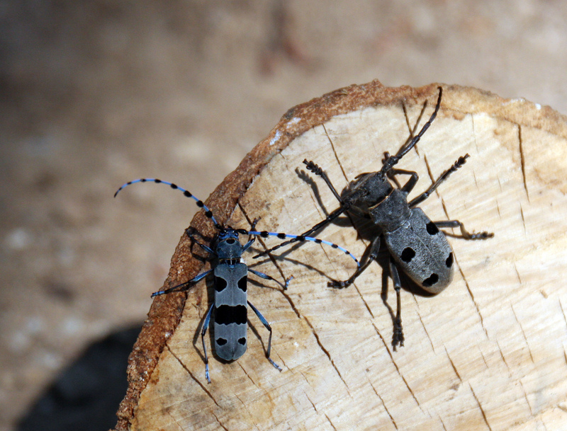 Morimus funereus, Rosalia alpina (Rosalia longicorn); DISPLAY FULL IMAGE.
