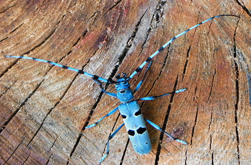 Rosalia alpina (Rosalia longicorn); DISPLAY FULL IMAGE.