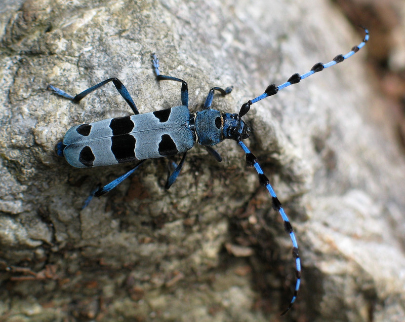 Rosalia alpina (Rosalia longicorn); DISPLAY FULL IMAGE.